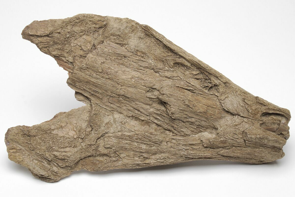 6.65" Cretaceous Swordfish (Protosphyraena) Rostrum Kansas (208357