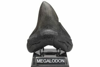 Massive, Fossil Megalodon Tooth - Foot Shark! #208537