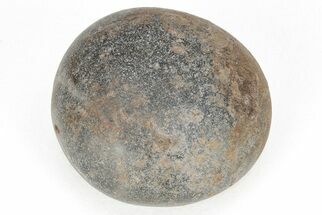 Fossil Plesiosaur (Elasmosaurus) Gastrolith - Montana #208350