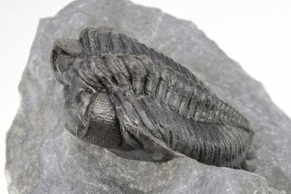 Coltraneia Trilobite Fossil - Huge Faceted Eyes #208933