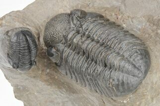 Phacopid (Austerops) Trilobite With Gerastos - Morocco #208941