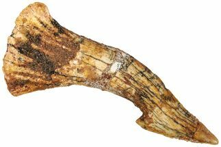 Fossil Sawfish (Onchopristis) Rostral Barb - Morocco #208891