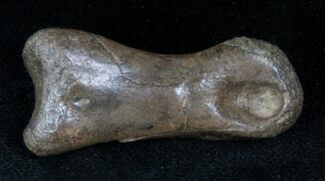 Theropod (Raptor) Toe Bone - Montana #12930