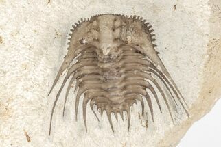 Spiny Trilobite (Kettneraspis) - Black Cat Mountain, Oklahoma #209145