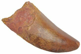 Serrated, Carcharodontosaurus Tooth - Kem Kem Beds #209318