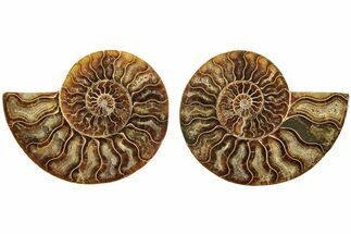 Cut & Polished, Agatized Ammonite Fossil - Madagascar #206755