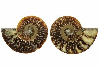 Cut & Polished, Agatized Ammonite Fossil - Madagascar #206761