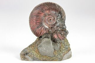 Iridescent, Pyritized Ammonite (Quenstedticeras) Fossil Display #209433