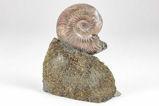 Iridescent, Pyritized Ammonite (Quenstedticeras) Fossil Display #209437
