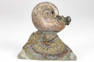 Iridescent, Pyritized Ammonite (Quenstedticeras) Fossil Display #209450