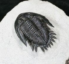 Nice Mrakibina Trilobite Fossil - #12945
