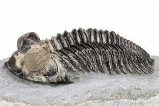 Coltraneia Trilobite Fossil - Unique Shell Coloration #209713