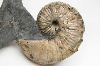 Iridescent Hoploscaphites Ammonite Fossil - Montana #209695