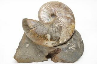 Iridescent Hoploscaphites Ammonite Fossil - South Dakota #209698