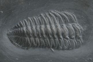 Parital Trilobite (Chotecops) Fossil - Bundenbach, Germany #209911