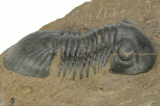Detailed Paralejurus Trilobite - Atchana, Morocco #210165