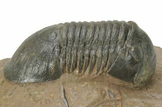 Corynexochid (Paralejurus) Trilobite - Lghaft, Morocco #210166