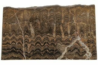 Polished Stromatolite (Greysonia) Section - Bolivia #210193