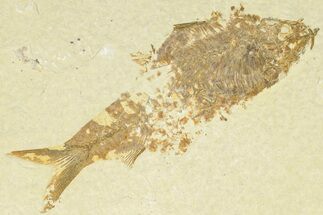 Fossil Fish (Knightia) - Wyoming #210028