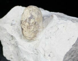 Eocene Aged Fossil Turtle Egg - France #12977