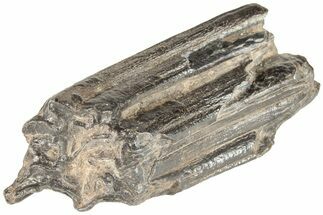 Pleistocene Aged Fossil Horse Tooth - South Carolina #208499