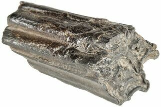 Pleistocene Aged Fossil Horse Tooth - South Carolina #208503