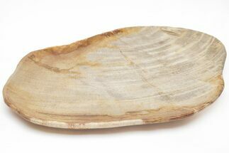 Tropical Hardwood Petrified Wood Dish - Indonesia #210581