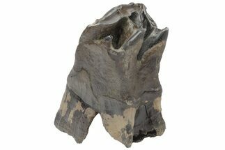 Fossil Woolly Rhino (Coelodonta) Tooth - Siberia #210656