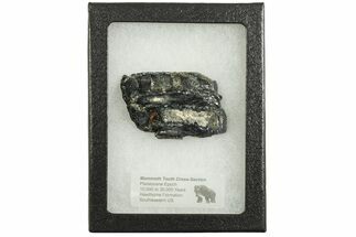 Mammoth Molar Slice with Case - South Carolina #207593