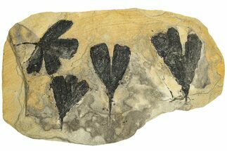 Four Jurassic Leaf (Ginkgo) Fossils - Yorkshire, England #210991