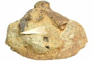 Fossil Shark Tooth, Porpoise Humerus & Whale Vertebra - California #210999