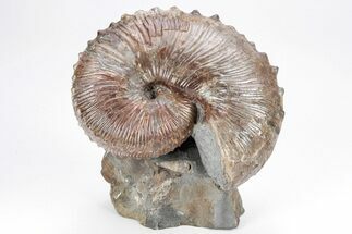 Pristine Fossil Ammonite (Hoploscaphites) - South Dakota #209665