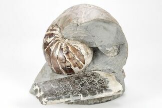 Iridescent Nautilus (Eutrephoceras) w/ Baculite - South Dakota #209678