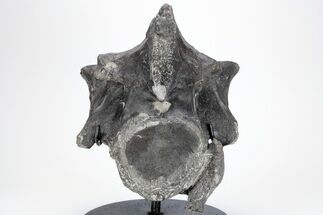 Tyrannosaur Cervical Vertebra - Two Medicine Formation #211086