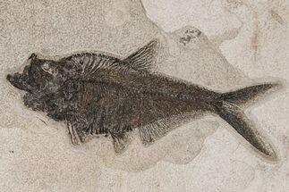 Detailed Fossil Fish (Diplomystus) - Wyoming #211182
