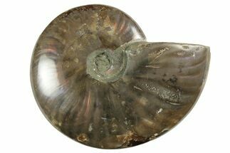 Red Flash Ammonite Fossil - Madagascar #211117
