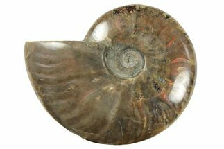 Red Flash Ammonite Fossil - Madagascar #211118