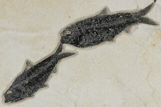 Shale With Two Fossil Fish (Knightia) - Wyoming #211228
