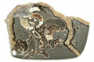 Polished Ammonite (Promicroceras) Slice - Marston Magna Marble #211317