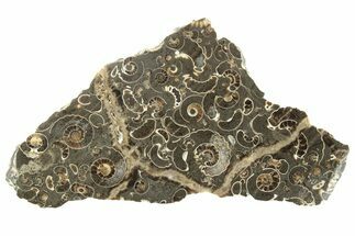 Polished Ammonite (Promicroceras) Section - Somerset, England #211318