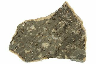 Polished Ammonite (Promicroceras) Slab - Marston Magna Marble #211332