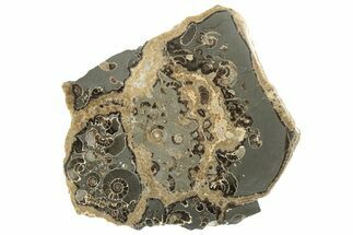 Polished Ammonite (Promicroceras) Slab - Marston Magna Marble #211335