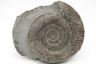 Ammonite (Dactylioceras) Fossil - England #211620