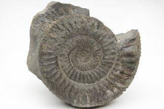 Ammonite (Dactylioceras) Fossil - England #211621