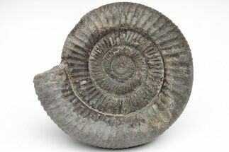 Ammonite (Dactylioceras) Fossil - England #211624