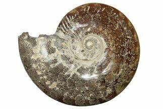 Polished Ammonite (Cleoniceras) Fossil - Madagascar #211683