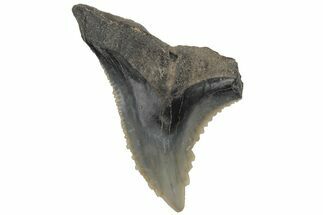 Snaggletooth Shark (Hemipristis) Tooth - South Carolina #211668