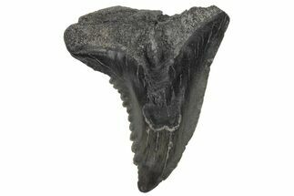 Snaggletooth Shark (Hemipristis) Tooth - South Carolina #211673