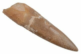 Fossil Plesiosaur (Zarafasaura) Tooth - Morocco #211435