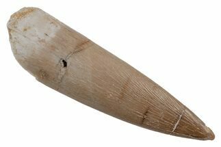 Fossil Plesiosaur (Zarafasaura) Tooth - Morocco #211439